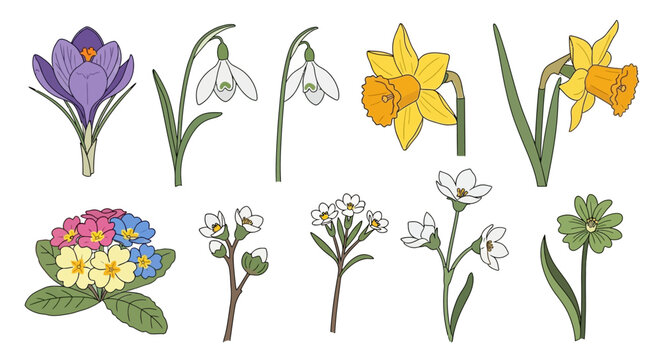 Hand-drawn spring flower collection with crocus, daffodils, snowdrops, and primrose illustrations on a clean white background for seasonal floral design projects.