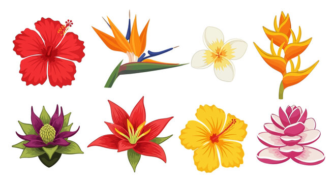 Vibrant Collection of Exotic Tropical Flowers Illustration Set featuring Hibiscus, Bird of Paradise, Plumeria, and Heliconia for Summer Floral Design Elements.