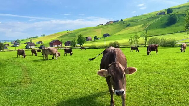 4K footage of cows grazing in lush green pasture on sunny summer day, cows grazing, grazing cattle, pasture cows, herd grazing
