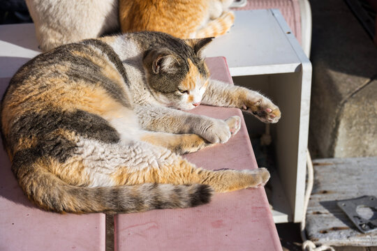 三毛猫 Images – Browse 10,797 Stock Photos, Vectors, and Video