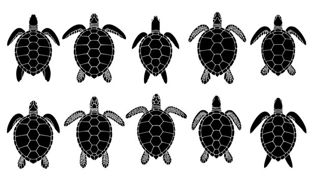 Top view sea turtle silhouette set black and white vector marine reptile icons isolated design