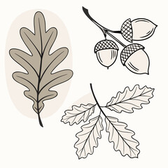 Oak leaves and acorns illustration © Ferdou