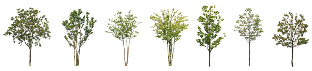 Obraz premium Set of tree and the frontal street trees isolated png on a transparent background perfectly cuto
