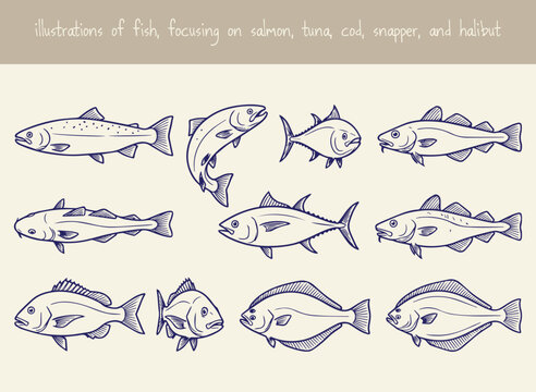 Illustrations of fish focusing on salmon tuna cod snapper and halibut species hand drawn in dark blue ink on beige background for restaurant menu design or biological educational materials.
