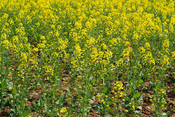 Obraz premium Blooming rapeseed flowers in a vibrant yellow field under soft natural daylight
