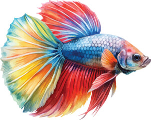 Fototapeta premium Watercolor Betta Fish Painting, Colorful Aquarium Fish, isolated on white background