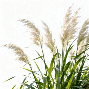 Reed flowers with green leaves in white background