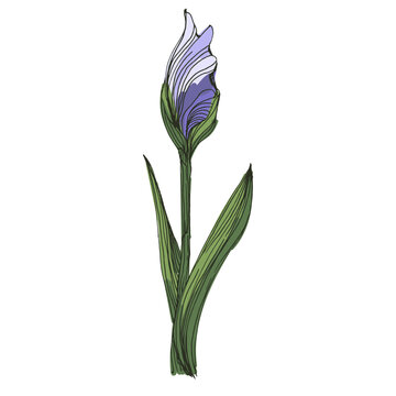 Beautiful blooming iris flowers in garden, purple and blue Siberian iris blossoms in spring nature, decorative floral background with elegant iris petals and green leaves