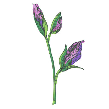 Beautiful blooming iris flowers in garden, purple and blue Siberian iris blossoms in spring nature, decorative floral background with elegant iris petals and green leaves