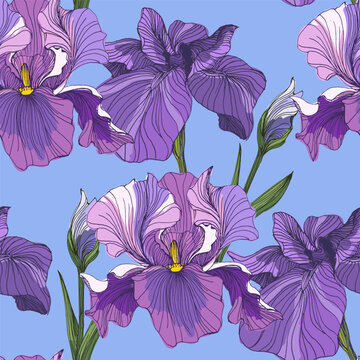 Beautiful blooming iris flowers in garden, purple and blue Siberian iris blossoms in spring nature, decorative floral background with elegant iris petals and green leaves