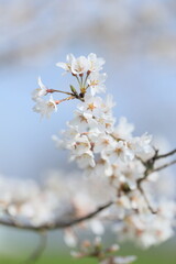Naklejka premium 日本の桜