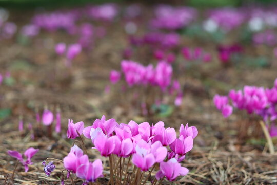 Pink and purple cyclamen flowers in a woodland garden