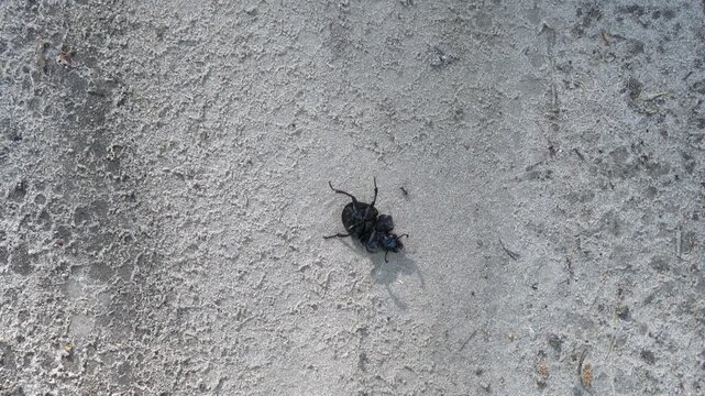 Insect moving on dusty soil surface in summer for wildlife nature and entomology educational content