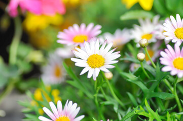Japan daisy or purple Bellis perennis or purple daisy flower , daisy flower or Gold Carpet or Gloden Fleece or Asteraceae © jobrestful