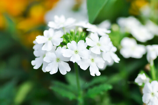 Garden verbena, Quartz Blue or Verbena or  Verbena bonariensis or Verbena hybrida Groenl and Rumpler or  verbenaceae or white verbena