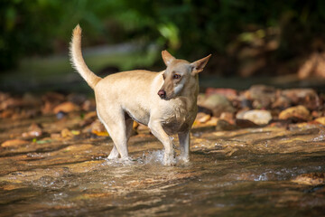 Taiwanese native dogs playing in a stream in Nantou © paul