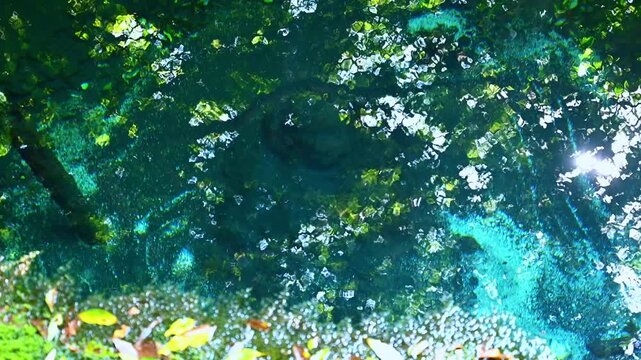 緑豊かな清流の風景 穏やかに流れる川と水草 湧水と癒やしの水辺 豊かな自然環境 エコロジー