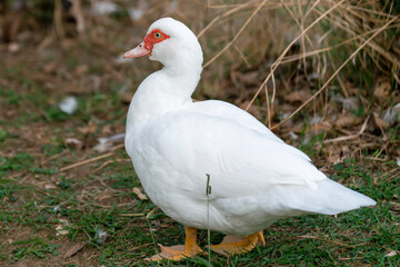 Obraz premium White Muscovy Duck Standing on Grass With Red Face and Yellow Feet Looking Back
