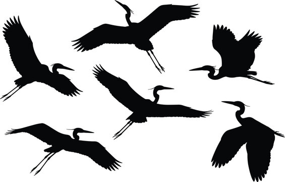 Flying heron silhouette collection featuring elegant long neck birds in various wing positions, black wildlife illustration for nature design, wetland habitat and migration concepts