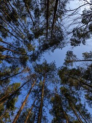 Fototapeta premium Looking straight up through the tall pine forest canopy towards the bright clear blue sky above