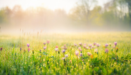 Fototapeta premium ultra realistic landscape photo of blooming spring flowers in a meadow during morning