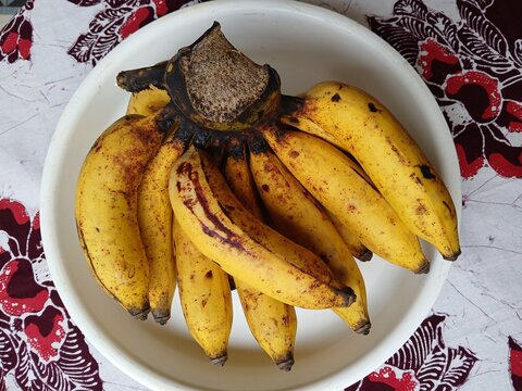 Pisang Raja Sereh (Musa paradisiaca L. var. sapientum), or known internationally as Latundan banana, apple banana, or silk banana.