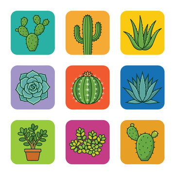 Variety of Succulent Plants.