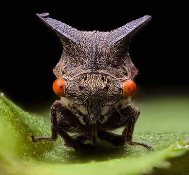 Extreme macro shot of a fascinating treehopper insect with prominent red eyes on a green leaf.