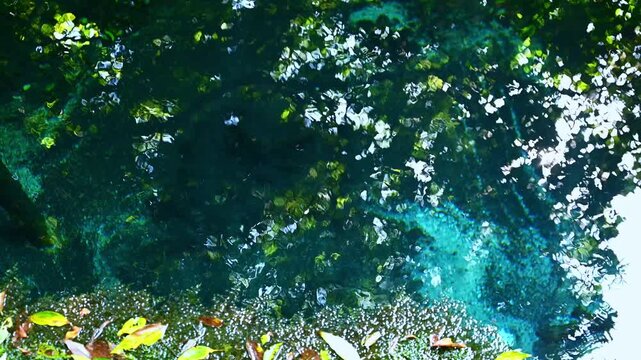 緑豊かな清流の風景 穏やかに流れる川と水草 湧水と癒やしの水辺 豊かな自然環境 エコロジー