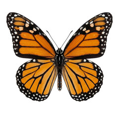 Fototapeta premium Monarch Butterfly Symmetrical Top-Down Full Spread Wings on Black – Entomology Science Photo