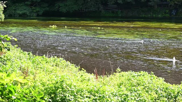緑豊かな清流の風景 穏やかに流れる川と水草 湧水と癒やしの水辺 豊かな自然環境