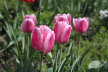 Fototapeta premium red tulips in the garden