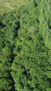 Lush green forest canopy seen from above, showcasing dense woodland in the Morvan region during summer. Vibrant foliage and natural textures create a serene landscape.