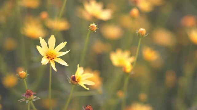 Yellow coreopsis wildflowers blooming in a meadow under warm golden sunlight. Dreamy macro shot with shallow depth of field and soft bokeh background for spring and summer nature concepts.
