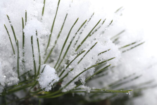 Evergreen Needles of Japanese red pine (Pinus densiflora) with Snow,Tohoku,Japan