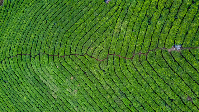 Munnar Tea Plantation pattern Aerial Landscape View