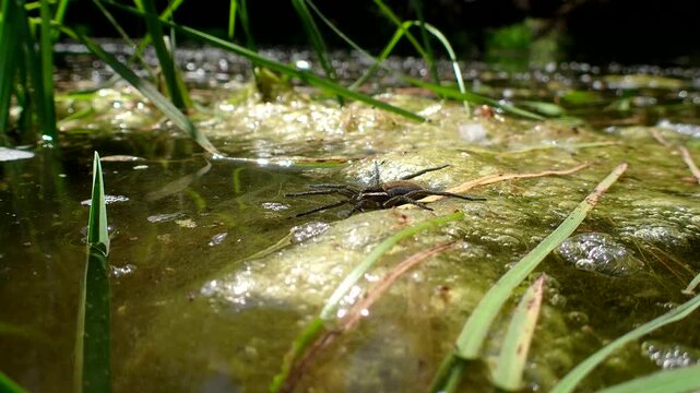 Fishing Spider on the Surface of a Pond, Low Macro View. Six-spotted fishing spider (Dolomedes triton) lying in wait for unsuspecting prey at the edge of a wetland.