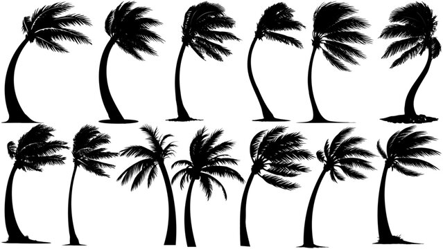 Wind-swept coastal palm tree silhouettes in bold black, featuring curved trunks and flowing fronds, perfect for beach themes, tropical designs, landscape and storms.