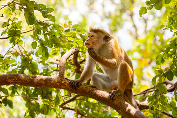 Naklejka premium A macaque monkey sits on a tree in the jungle. Wildlife scene with wild animals.