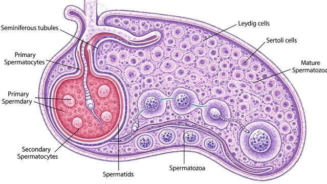 Detailed cross‑section of a seminiferous tubule in the testis showing spermatogonia, primary and secondary spermatocytes, spermatids, spermatozoa, Sertoli cells and Leydig cells involved in spermatoge