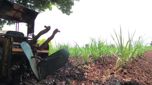 A tractor uses a plow to cultivate soil, creating furrows between rows of sugarcane plants in an agriculture field. This farming process uses a harrow-like implement to aid irrigation and growth.