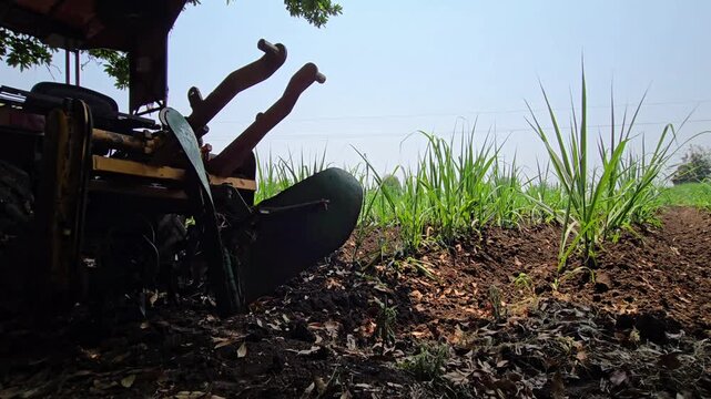 A tractor pulls a heavy furrow plow to till the soil for agriculture. This essential cultivation step prepares the ground for planting sugarcane, ensuring healthy crop growth through modern farming.