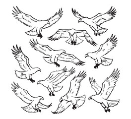Obraz premium Dynamic illustrations of majestic eagles. Powerful birds of prey in various flight and landing poses. Detailed black line art capturing wild beauty