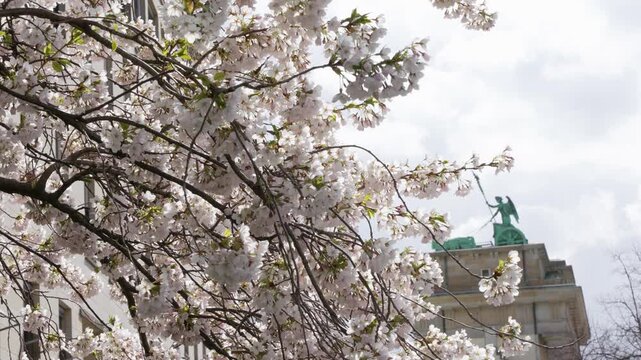 Soft cherry blossoms fill the foreground while a historic statue rises in the background. Spring atmosphere in Berlin with bright daylight and gentle clouds.