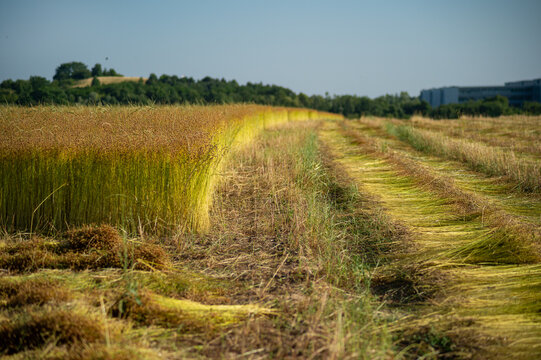 Freshly harvested flax stalks laid in parallel rows on a field. Standing ripe flax crop next to harvested swaths during the fiber production process.