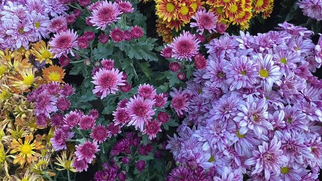 Video of colorful chrysanthemum flowers blooming in dense garden arrangement in autumn