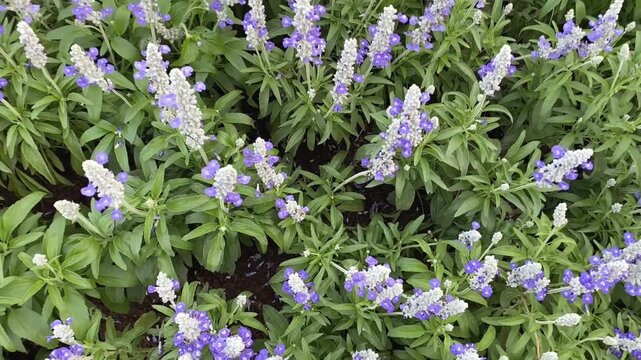Video of Salvia flowers with purple and white spikes growing densely in garden