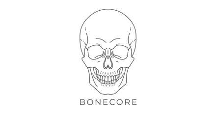 Human Skull Illustration Bone Structure. © Story