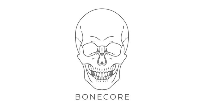 Human Skull Illustration Bone Structure.