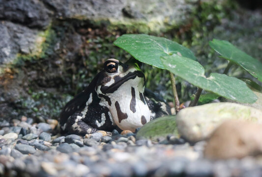 アズマヒキガエル